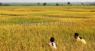 আমার গাঁয়ে আঁকা বাঁকা পথে