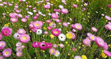 Bangla School Canberra Floriade excursion