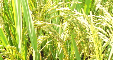 Kasalath, a lost  (and now found) rice of Bangladesh