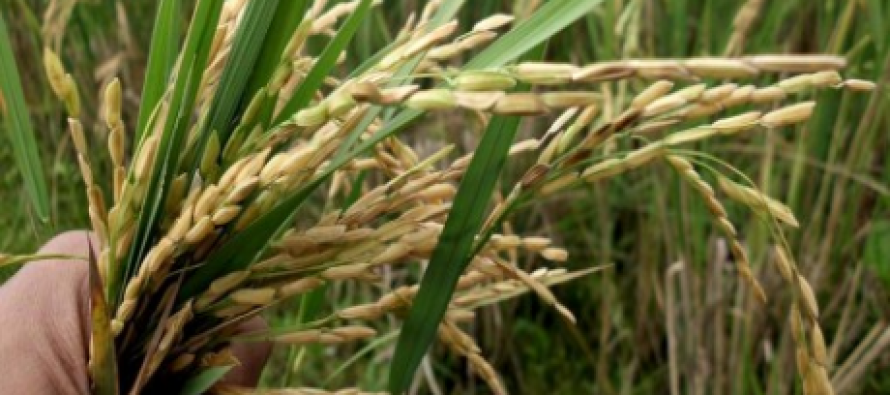 Saving the rice of Bangladesh from extinction; it is 11th hour