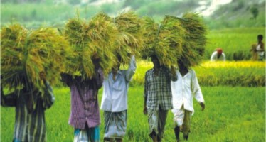 Of food and fuel