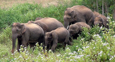 ঢাকার হাতির গল্প – আশীষ-উর-রহমান